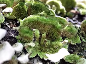 PAB07230 Lichens ?
